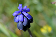 Muscari baeticum